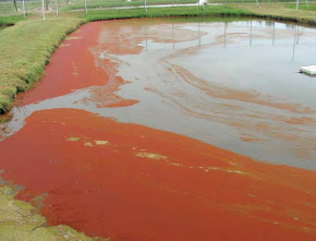 Red Tide freshwater Euglenophyte algal bloom scum Univ Arkansas, fig. 8